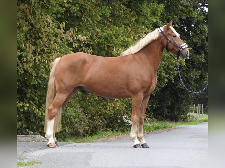 Weitere Ponys/Kleinpferde Wallach 6 Jahre 146 cm Fuchs in Verl