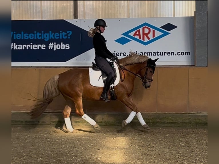 Weitere Ponys/Kleinpferde Wallach 6 Jahre 147 cm Fuchs in Schloß Holte-Stukenbrock
