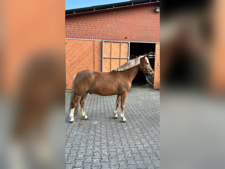 Weitere Ponys/Kleinpferde Wallach 6 Jahre 147 cm Fuchs in Schloß Holte-Stukenbrock
