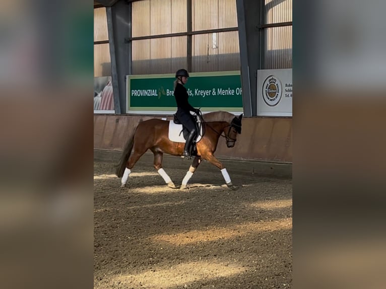 Weitere Ponys/Kleinpferde Wallach 6 Jahre 147 cm Fuchs in Schloß Holte-Stukenbrock