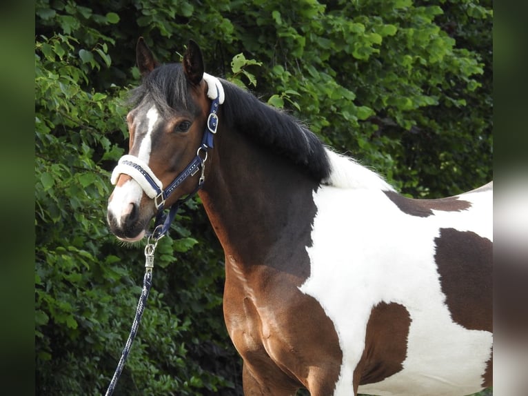 Weitere Ponys/Kleinpferde Wallach 6 Jahre 147 cm Schecke in Verl