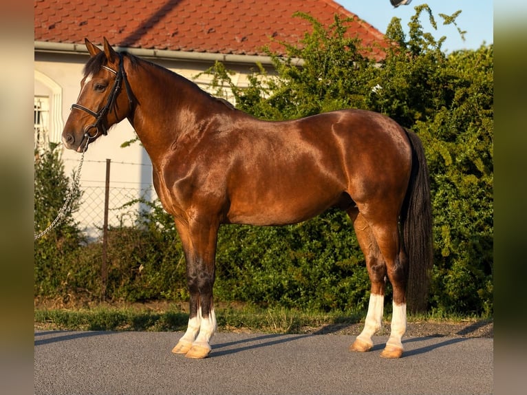 Weitere Ponys/Kleinpferde Wallach 6 Jahre 148 cm Brauner in Neu Gaarz