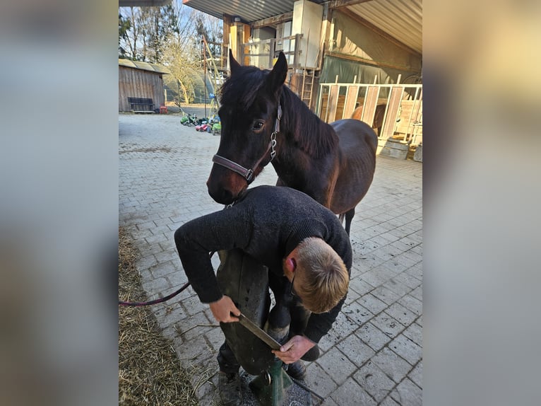 Weitere Ponys/Kleinpferde Wallach 6 Jahre 148 cm Dunkelbrauner in Oberteuringen Weitere Ponys/Kleinpferde Wallach 6 Jahre 148 cm Dunkelbrauner in Oberteuringen