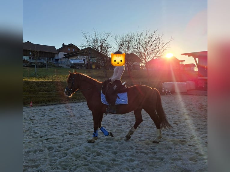 Weitere Ponys/Kleinpferde Wallach 6 Jahre 148 cm Fuchs in Gschwandt