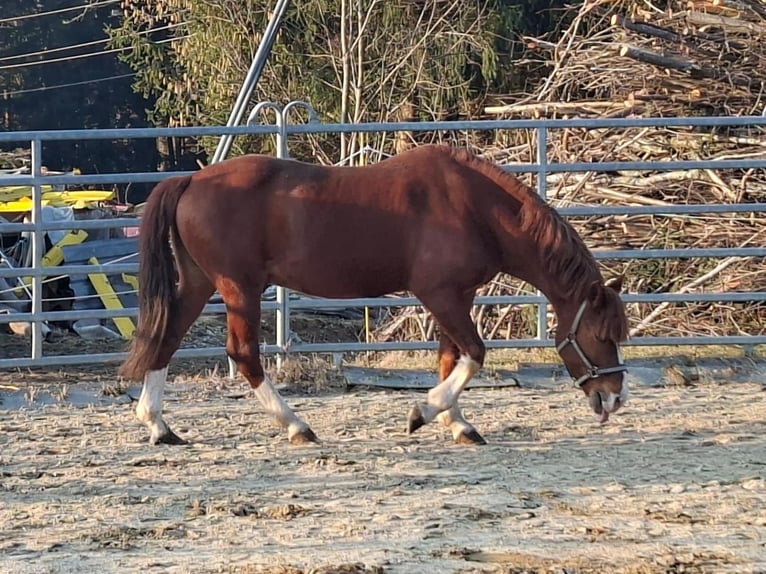 Weitere Ponys/Kleinpferde Wallach 6 Jahre 148 cm Fuchs in Gschwandt