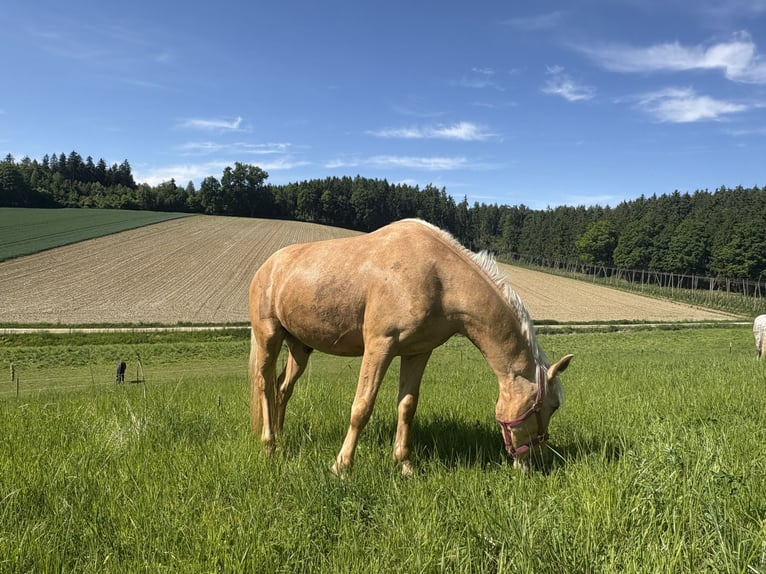 Weitere Ponys/Kleinpferde Wallach 6 Jahre 148 cm Palomino in Hohenthann
