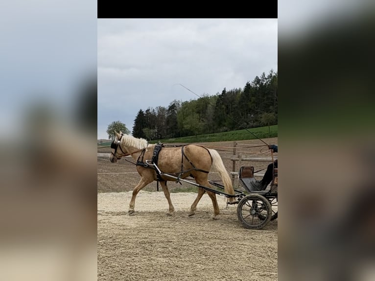 Weitere Ponys/Kleinpferde Wallach 6 Jahre 148 cm Palomino in Hohenthann