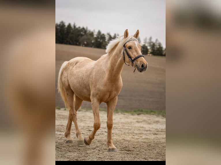 Weitere Ponys/Kleinpferde Wallach 6 Jahre 148 cm Palomino in Hohenthann