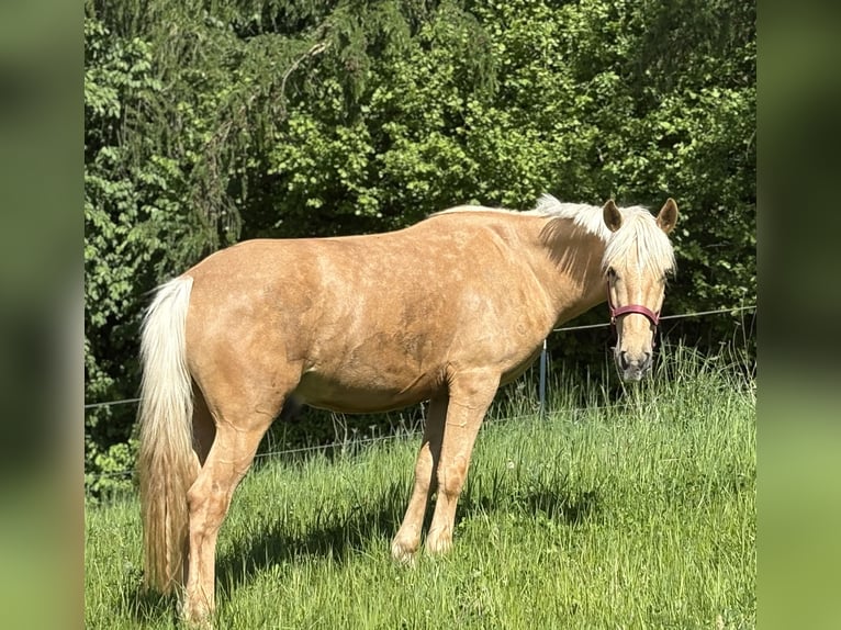 Weitere Ponys/Kleinpferde Wallach 6 Jahre 148 cm Palomino in Hohenthann