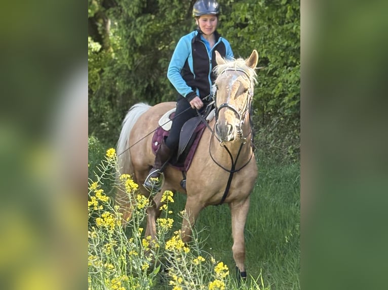 Weitere Ponys/Kleinpferde Wallach 6 Jahre 148 cm Palomino in Hohenthann