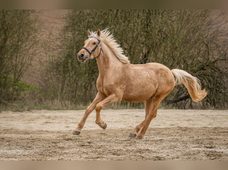 Weitere Ponys/Kleinpferde Wallach 6 Jahre 148 cm Palomino in Hohenthann
