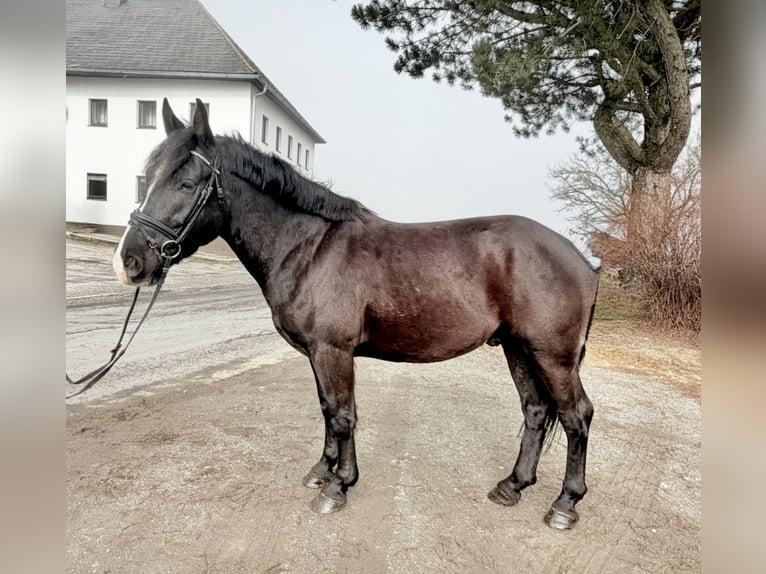 Weitere Ponys/Kleinpferde Wallach 6 Jahre 148 cm Rappe in Pelmberg