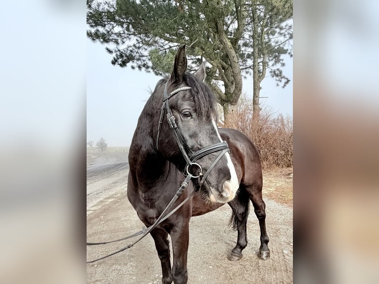 Weitere Ponys/Kleinpferde Wallach 6 Jahre 148 cm Rappe in Pelmberg