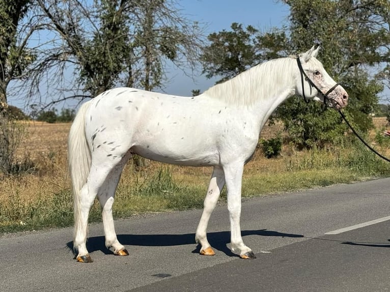 Weitere Ponys/Kleinpferde Wallach 6 Jahre 148 cm Schimmel in B&#xE9;k&#xE9;scsaba