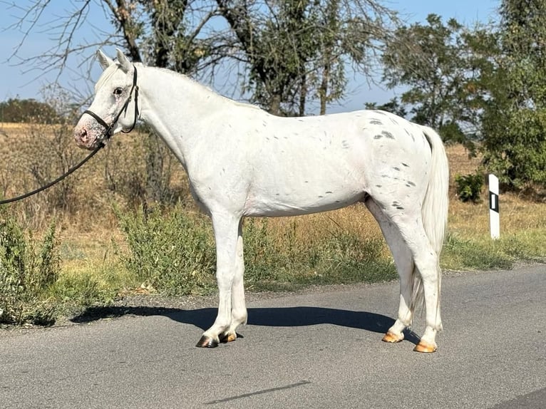 Weitere Ponys/Kleinpferde Wallach 6 Jahre 148 cm Schimmel in B&#xE9;k&#xE9;scsaba