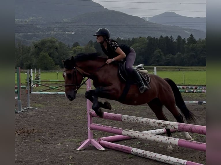 Weitere Ponys/Kleinpferde Wallach 6 Jahre 149 cm Brauner in Schlins