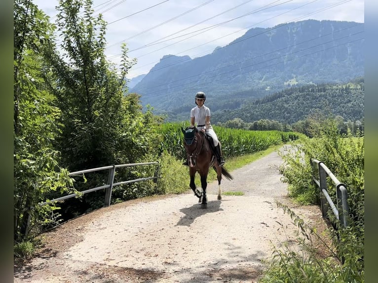Weitere Ponys/Kleinpferde Wallach 6 Jahre 149 cm Brauner in Schlins