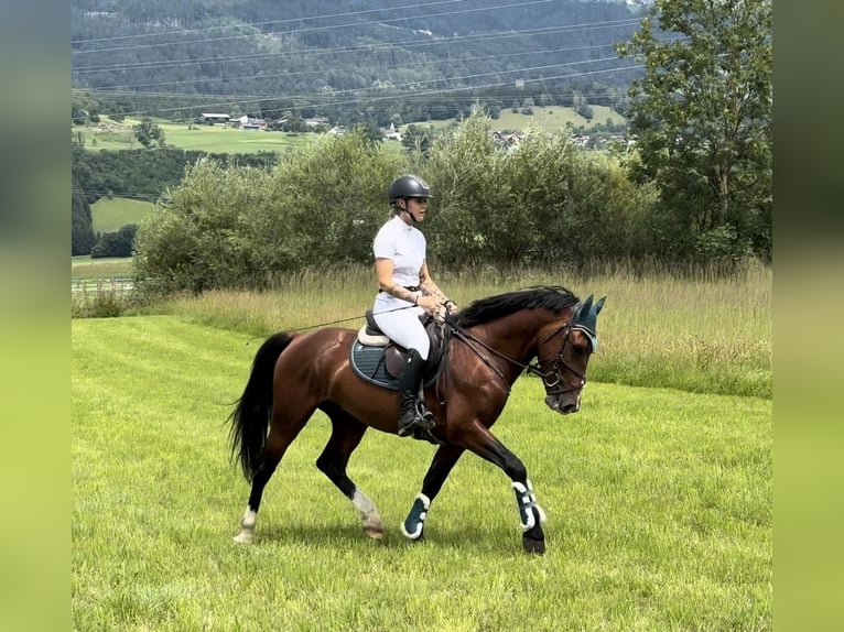 Weitere Ponys/Kleinpferde Wallach 6 Jahre 149 cm Brauner in Schlins