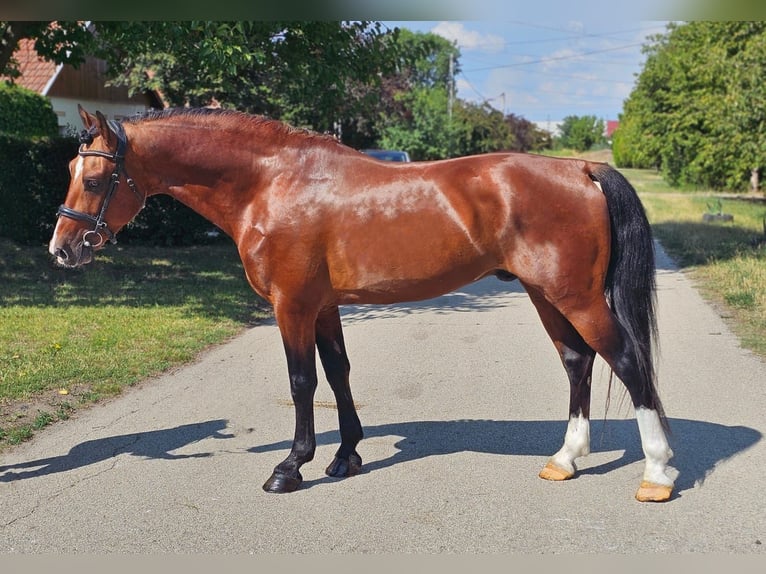Weitere Ponys/Kleinpferde Wallach 6 Jahre 149 cm Brauner in Schlins