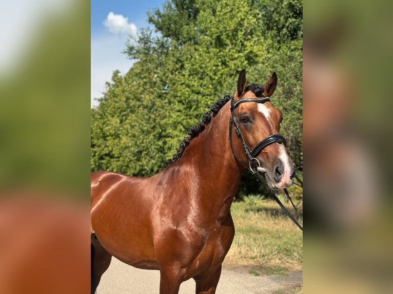 Weitere Ponys/Kleinpferde Wallach 6 Jahre 149 cm Brauner in Schlins