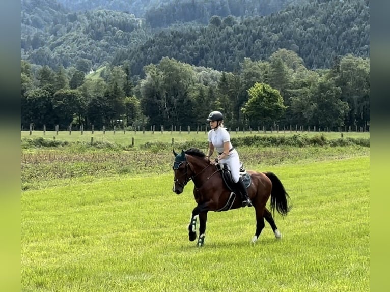 Weitere Ponys/Kleinpferde Wallach 6 Jahre 149 cm Brauner in Schlins