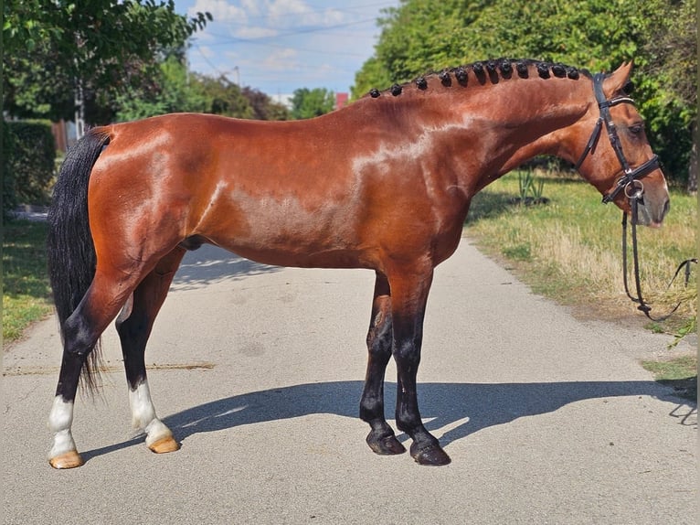 Weitere Ponys/Kleinpferde Wallach 6 Jahre 149 cm Brauner in Schlins
