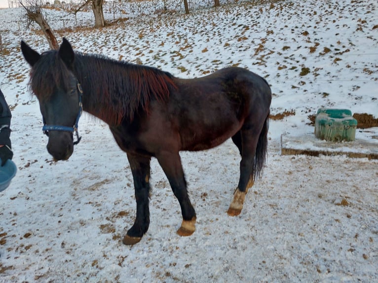 Weitere Ponys/Kleinpferde Wallach 6 Jahre 150 cm Rappe in Bad Waldsee