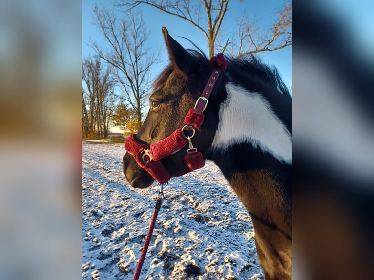 Weitere Ponys/Kleinpferde Wallach 6 Jahre 150 cm Schecke in Sonnewalde