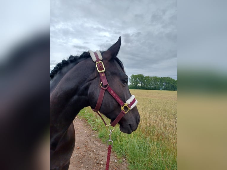 Weitere Ponys/Kleinpferde Wallach 6 Jahre 150 cm Schecke in Sonnewalde