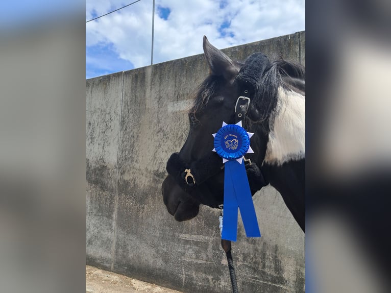Weitere Ponys/Kleinpferde Wallach 6 Jahre 150 cm Schecke in Sonnewalde