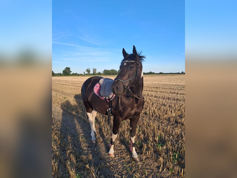 Weitere Ponys/Kleinpferde Wallach 6 Jahre 150 cm Schecke in Sonnewalde