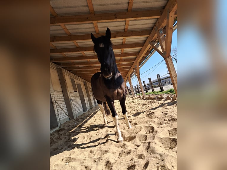 Weitere Ponys/Kleinpferde Wallach 6 Jahre 150 cm Schecke in Sonnewalde