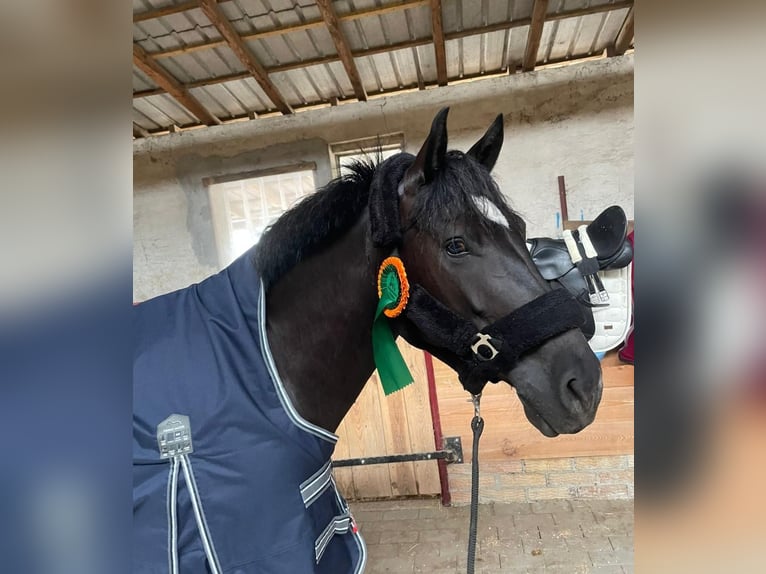 Weitere Ponys/Kleinpferde Wallach 6 Jahre 150 cm Schecke in Sonnewalde