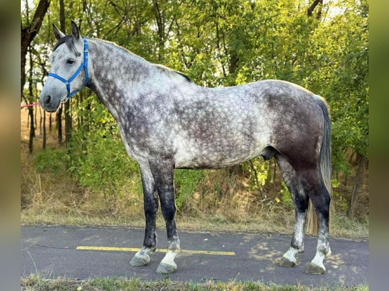 Weitere Ponys/Kleinpferde Wallach 6 Jahre 150 cm Schimmel in Wien, Innere Stadt