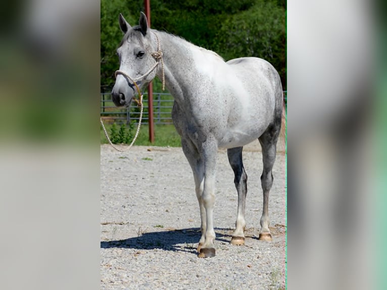 Weitere Ponys/Kleinpferde Wallach 6 Jahre 150 cm Schimmel in Lipan