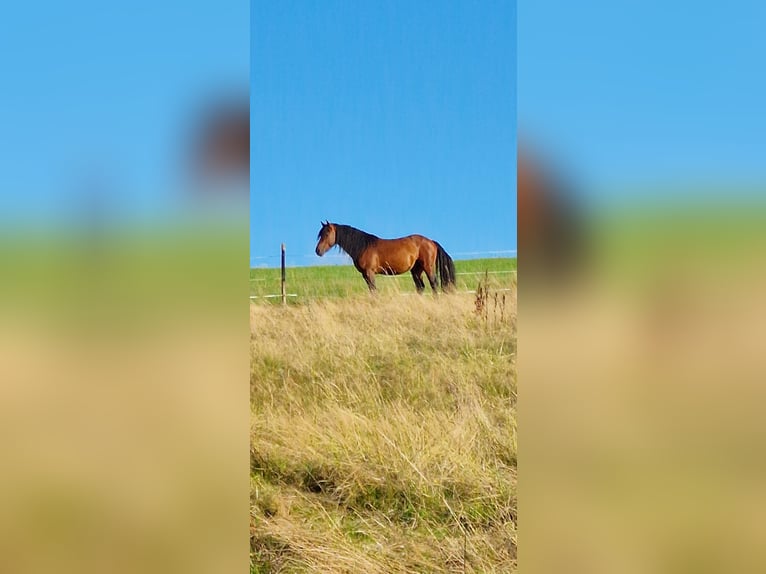Weitere Ponys/Kleinpferde Wallach 6 Jahre 152 cm Brauner in Burbach