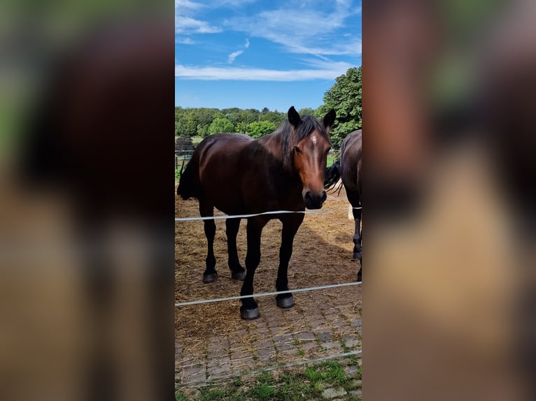 Weitere Ponys/Kleinpferde Wallach 6 Jahre 152 cm Brauner in Burbach