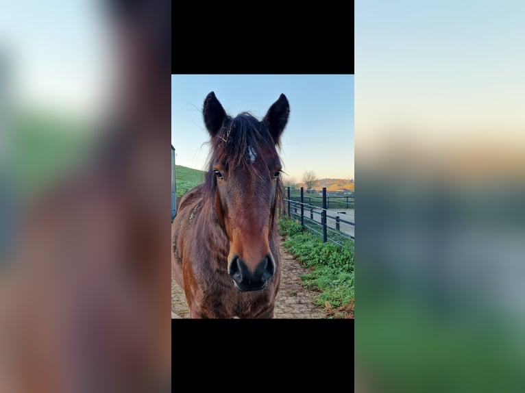 Weitere Ponys/Kleinpferde Wallach 6 Jahre 152 cm Brauner in Burbach