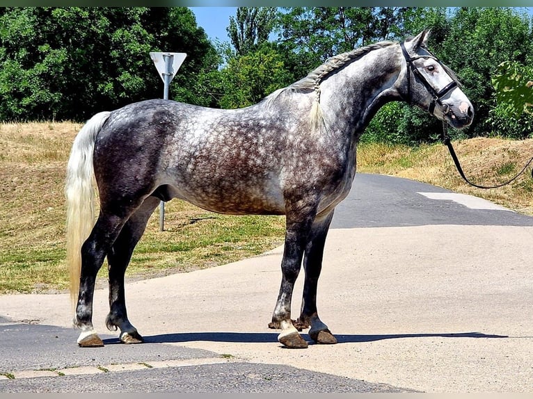 Weitere Ponys/Kleinpferde Wallach 6 Jahre 152 cm Schimmel in Rechnitz