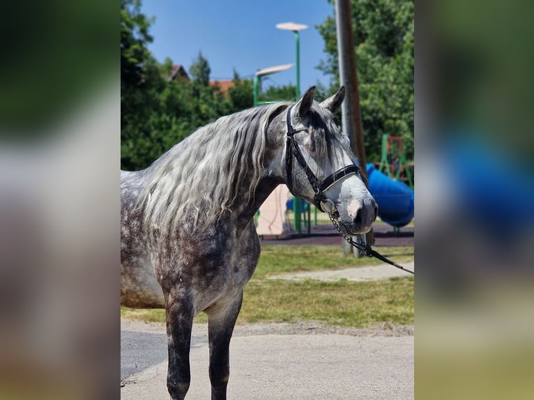 Weitere Ponys/Kleinpferde Wallach 6 Jahre 152 cm Schimmel in Rechnitz