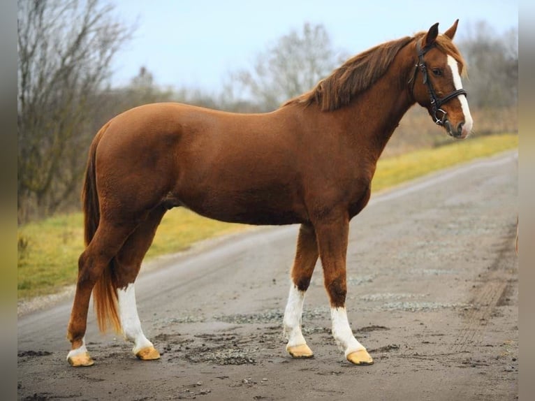 Weitere Ponys/Kleinpferde Mix Wallach 6 Jahre 153 cm Fuchs in B&#xE9;k&#xE9;scsaba