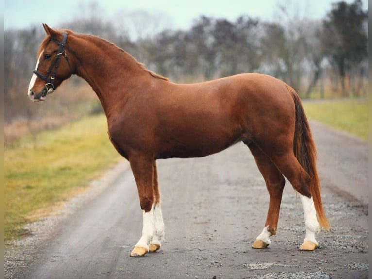 Weitere Ponys/Kleinpferde Mix Wallach 6 Jahre 153 cm Fuchs in B&#xE9;k&#xE9;scsaba