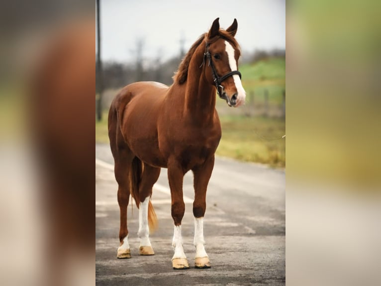 Weitere Ponys/Kleinpferde Mix Wallach 6 Jahre 153 cm Fuchs in B&#xE9;k&#xE9;scsaba