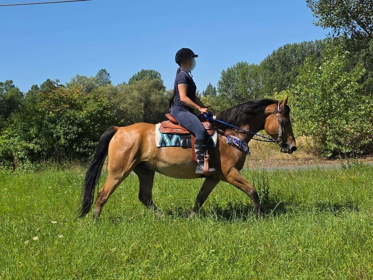 Weitere Ponys/Kleinpferde Wallach 6 Jahre 154 cm Falbe in Linkenbach