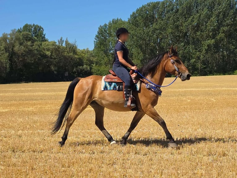 Weitere Ponys/Kleinpferde Wallach 6 Jahre 154 cm Falbe in Linkenbach