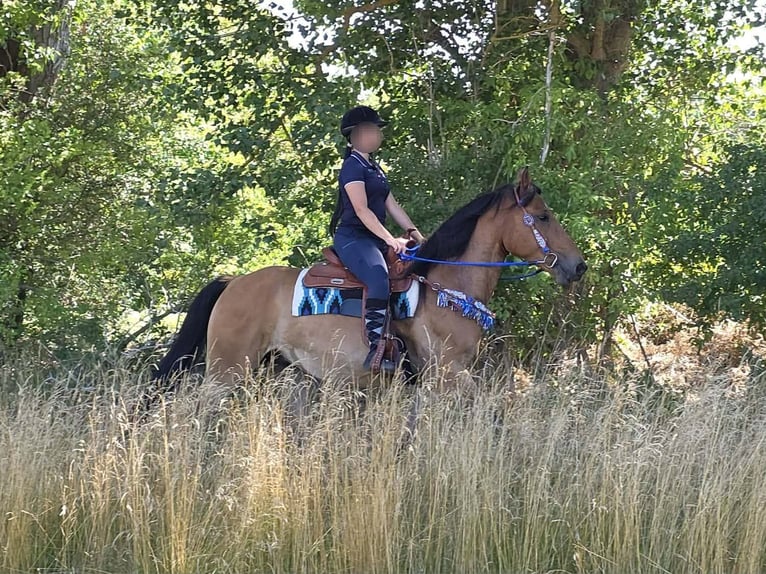 Weitere Ponys/Kleinpferde Wallach 6 Jahre 154 cm Falbe in Linkenbach