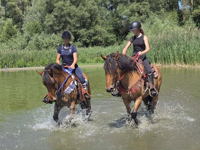 Weitere Ponys/Kleinpferde Wallach 6 Jahre 154 cm Falbe in Linkenbach