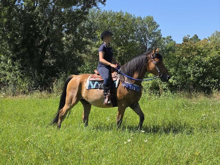 Weitere Ponys/Kleinpferde Wallach 6 Jahre 154 cm Falbe in Linkenbach