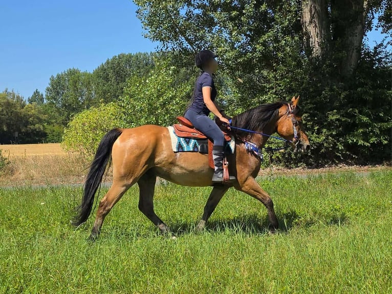 Weitere Ponys/Kleinpferde Wallach 6 Jahre 154 cm Falbe in Linkenbach