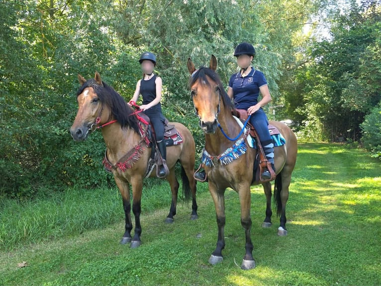 Weitere Ponys/Kleinpferde Wallach 6 Jahre 154 cm Falbe in Linkenbach